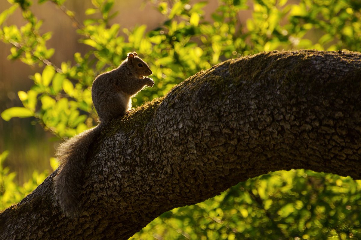 This squirrel wants me to ride <a href="/BCFerries/">BC Ferries</a> to see parts of BC I've always wanted to visit. #BCFWildlife #photography