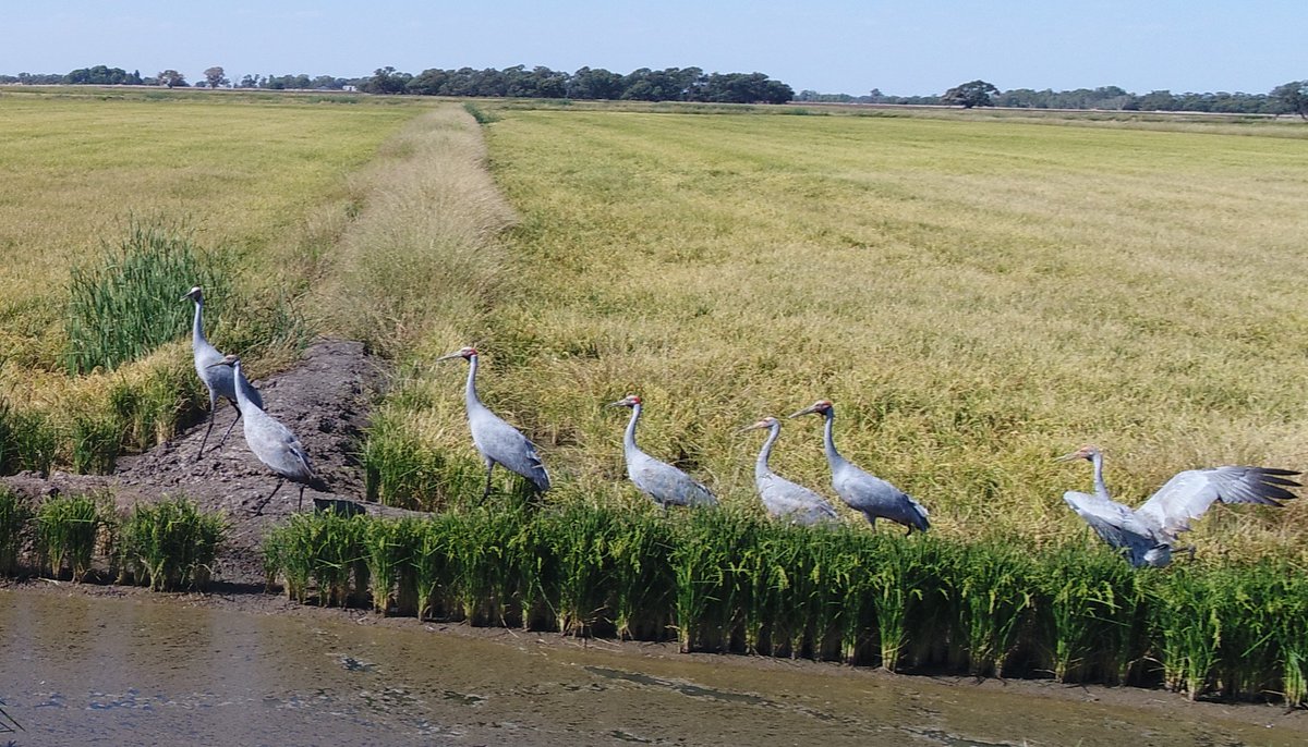 Coleambally rice grower, Peter Sheppard, got these great shots of seven Brolgas from his drone on the weekend. #wildoz
