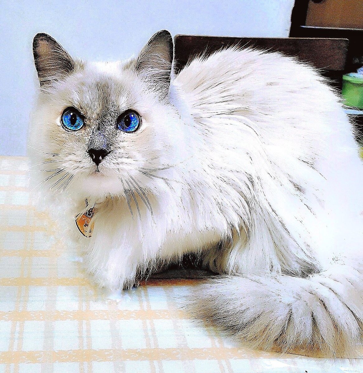 ｓ Osada A Twitter サイベリアン サイベリアンキャット 猫 サイベリアンフォレスト種 毛長猫 青い瞳 Blue Eyes 青い目 Cats ネコ ねこ ネコチャン ねこちゃん にゃんこ ニャン