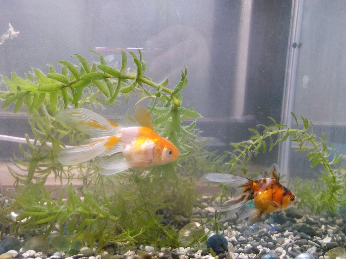 芦野滄海 去年金魚 すくいでもらった豆琉金 新しい水槽で同居になりました バットで飼っていた更紗のウルルン 久々に横から見たら 頭に肉瘤が 琉金じゃなく オランダ獅子頭のハネっ子だったんですね 雄のようで キャリコのコニが雌らしく 時々 芦野滄海 去年金魚 すくいでもらった豆琉金 新しい水槽で同居になりました バットで飼っていた更紗のウルルン 久々に横から見たら 頭に肉瘤が 琉金じゃなく オランダ獅子頭のハネっ子だったんですね 雄のようで キャリコのコニが雌らしく 時々