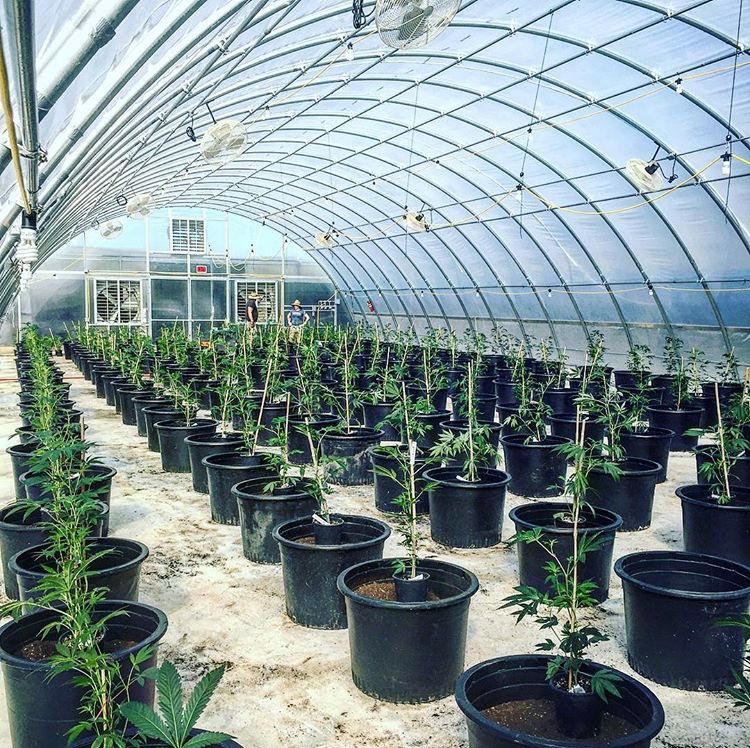 CoastCannaFarms's tweet photo. Day 1 in one of our dep greenhouses. 2017 Season here we come! #farmfresh #localgrown #season #cannabis #grow #greenhouse #farm #coast #ca https://t.co/Kdhly8R8io