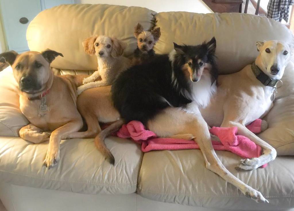 AnimalLulz's tweet photo. https://t.co/rkqS6Ers7e Pack of #doggos
Via KimmyG38 from #reddit https://t.co/T988fxcs4P