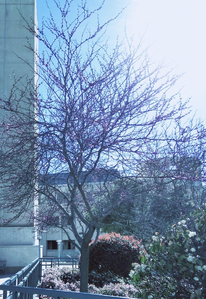 Aastha_Rakho's tweet photo. Spring Springs! #WaitingForSpringBreak #TimeForTravelDiaries #LastWeek https://t.co/bmRkQN2naK
