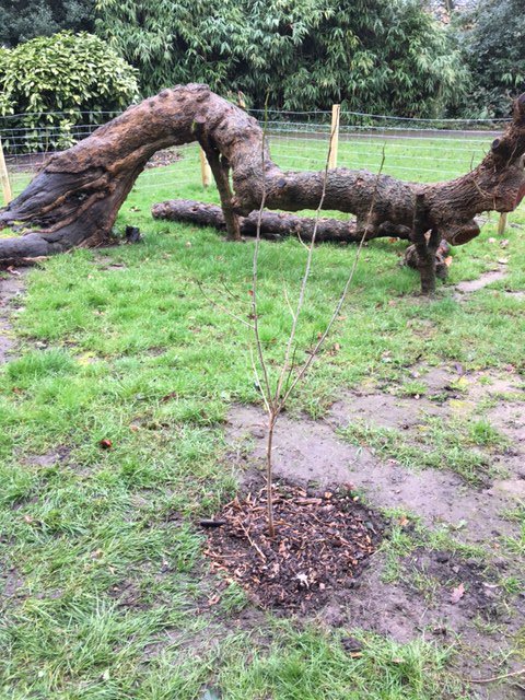 AbundanceLondon's tweet photo. New #mulberry tree planted in #Silverhall Park #isleworth to replace old destroyed one @LMulberries https://t.co/OopZRJeTbJ