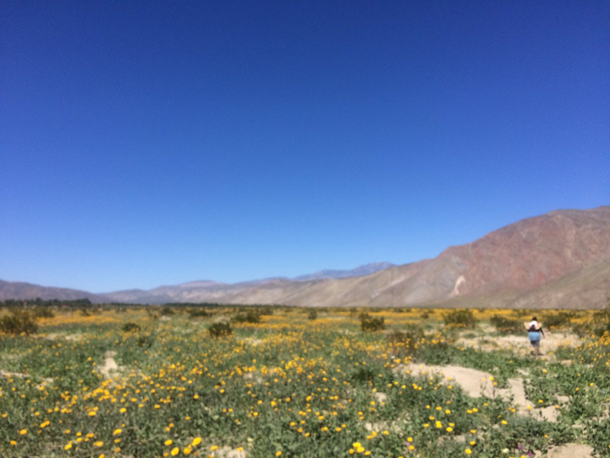 nefaeriest's tweet photo. happy super bloom!!!! #covenup #wildflowers #activated #healers https://t.co/M9nKffnaFI