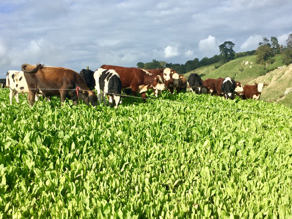 Lewisridge_Farm's tweet photo. The Wnr Dairy Bull beef team enjoying Chickory today. #Autumngoodness @ktmilne6 @MooreBnmoore @goaheadfarms https://t.co/TxicjR5ASe