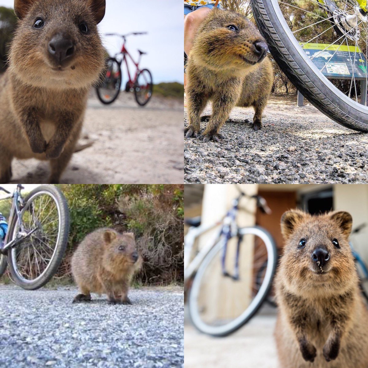 radiationmouth's tweet photo. #AltMammalFact quokkas are avid cyclists #2017MMM https://t.co/Ts7OTQapDq