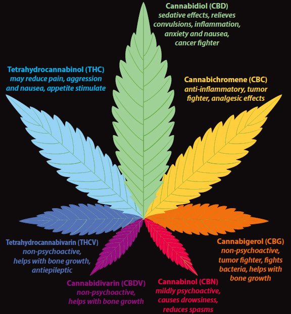MKT2MKTR's tweet photo. Here is a cool graphic that underlines the very real medicinal benefits of Cannabis. Raise awareness, break the stigma, change the law... https://t.co/A3732VZnoq