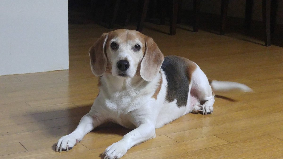 우리집 강아지가 웃는다. 
김진태, 대선 출마 선언…박사모 “무조건 지지” (출처 : 동아일보) naver.me/xFvid8by