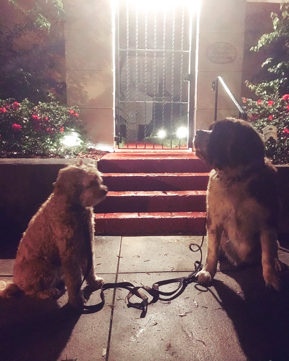 Glad the rain abated so my pal Posey and I could get in a walk this evening. Bring on the alpine weather! #hydeparkpups #soggydoggy