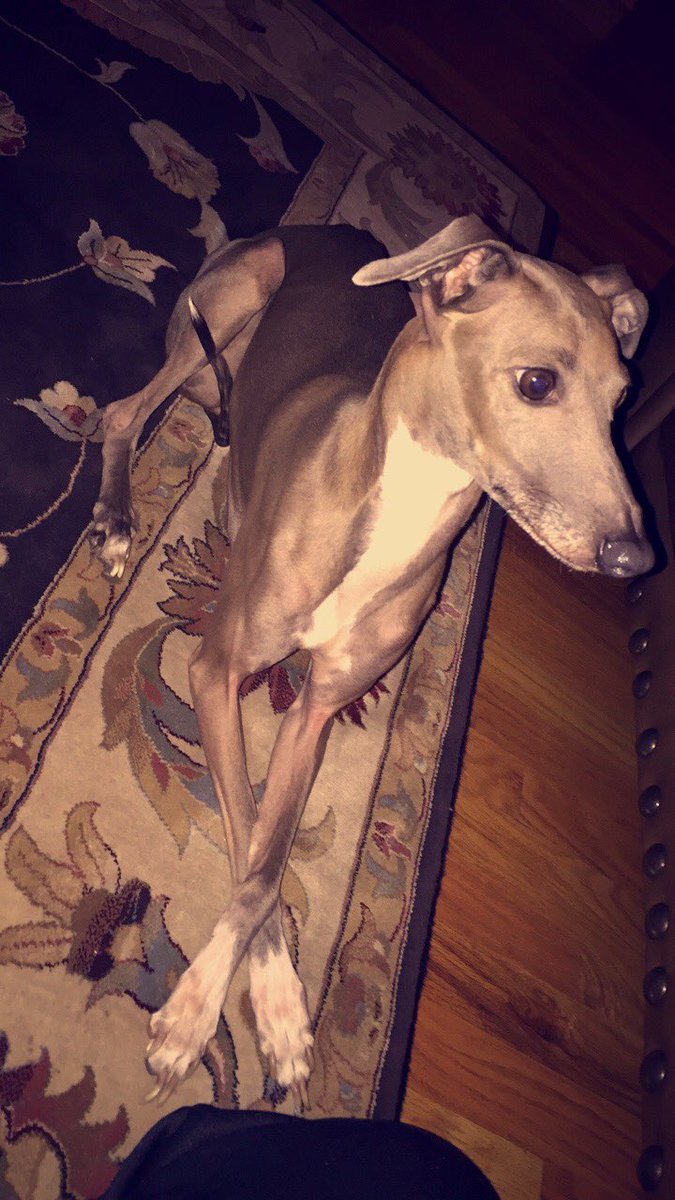 hellurrhelen's tweet photo. Dogsitting this gem tonight 😍 https://t.co/aY0u4qxIWY