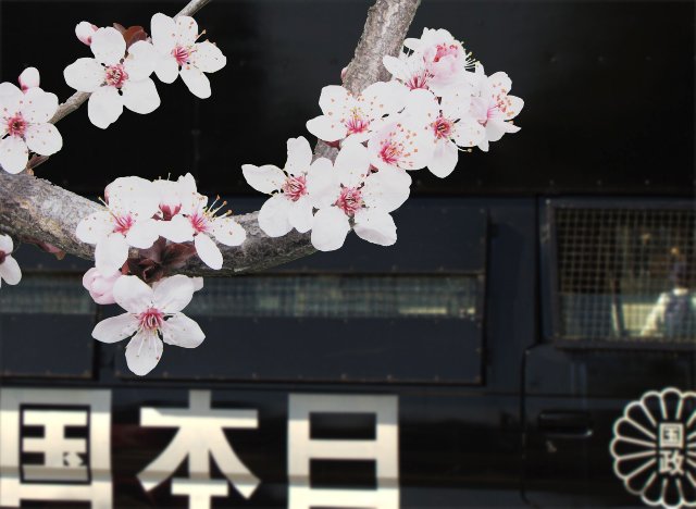 therisingwasabi's tweet photo. First #cherryblossom of the season contrasted against the dark shades of a bigoted ultra-nationalist black bus https://t.co/bKBdFxNz9t https://t.co/xEwKHkDZHj