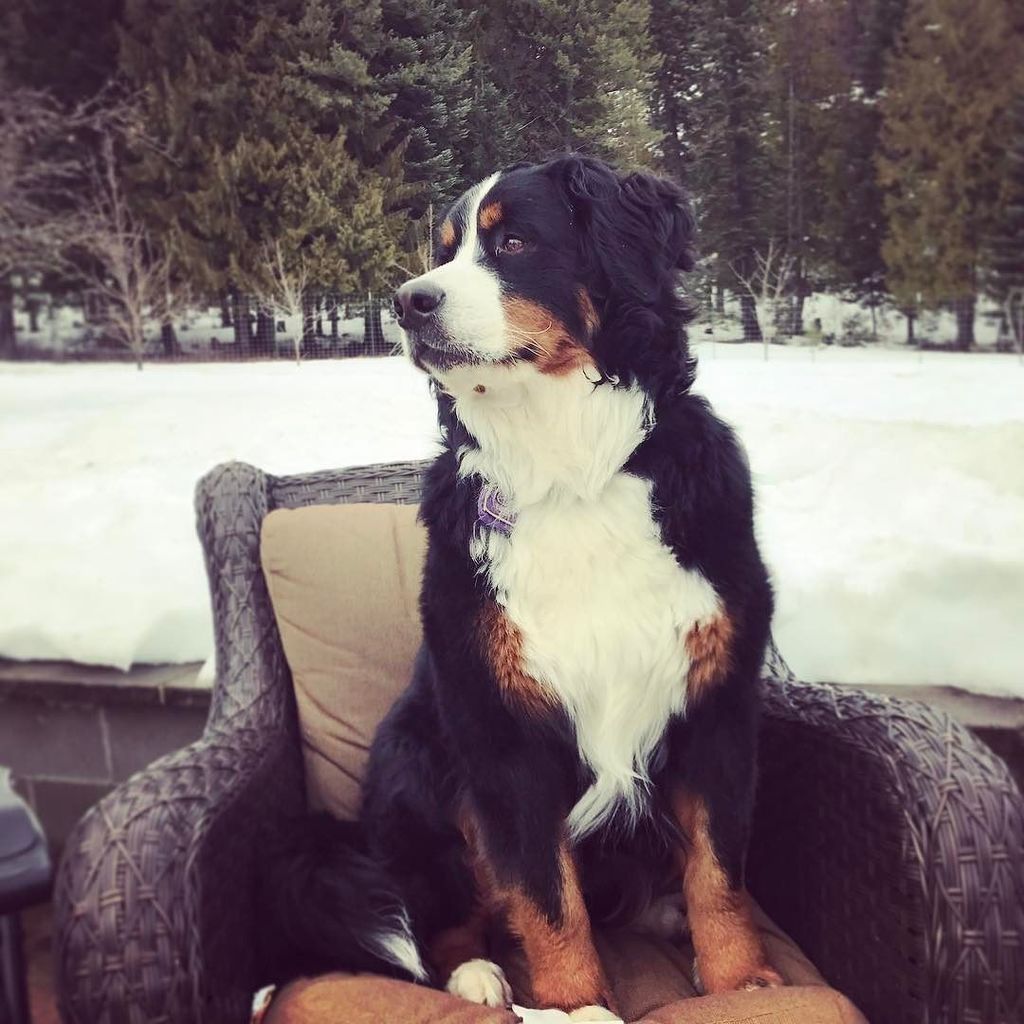 Overseeing things #WaffleWatch #BerneseMountainDog #DogsOfInstagram #InstaDog #PuppiesOfIn… ift.tt/2mGyOck