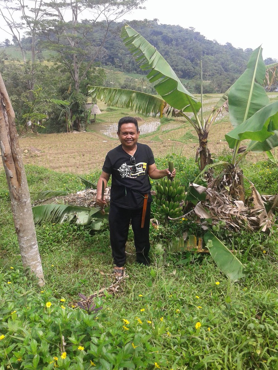 sdn2mekarjaya's tweet photo. Bp UPTD turun tangan untuk memanen pohon pisang hasil tanam siswa. #vocasional @sentosa_cardio @Purwanto_NAZ https://t.co/zCtV5ap3mk