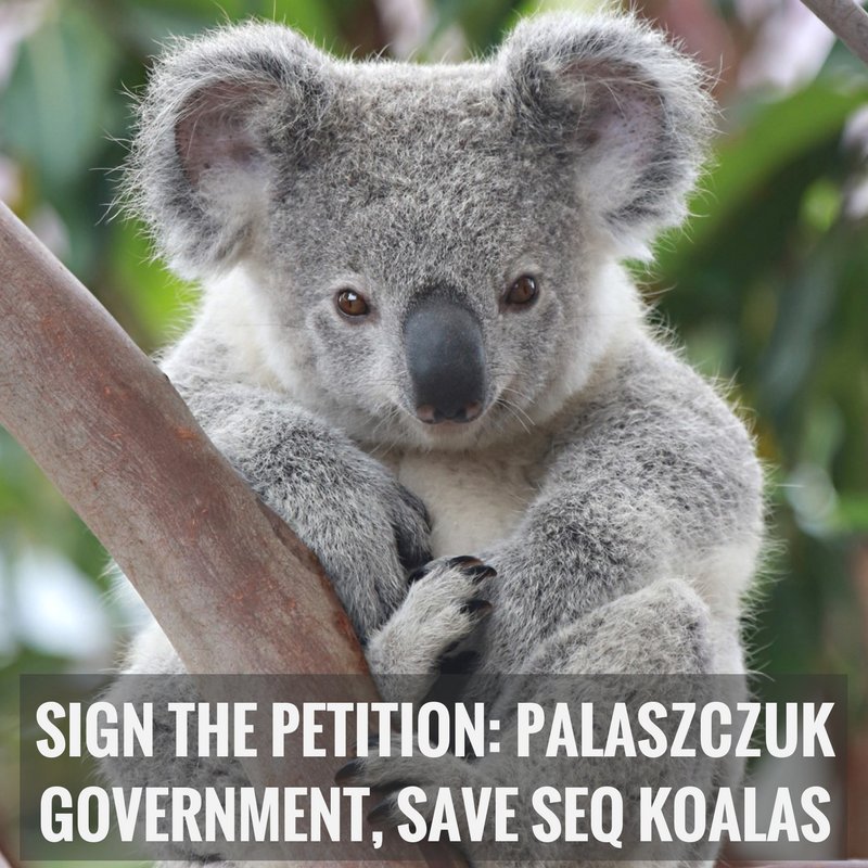 QLDConservation's tweet photo. Stop the clearing of #koala #habitat in Southeast Qld before it's too late. Sign, share our petition https://t.co/cnE9SZTu52 #trees #nature https://t.co/W9449i5rQM