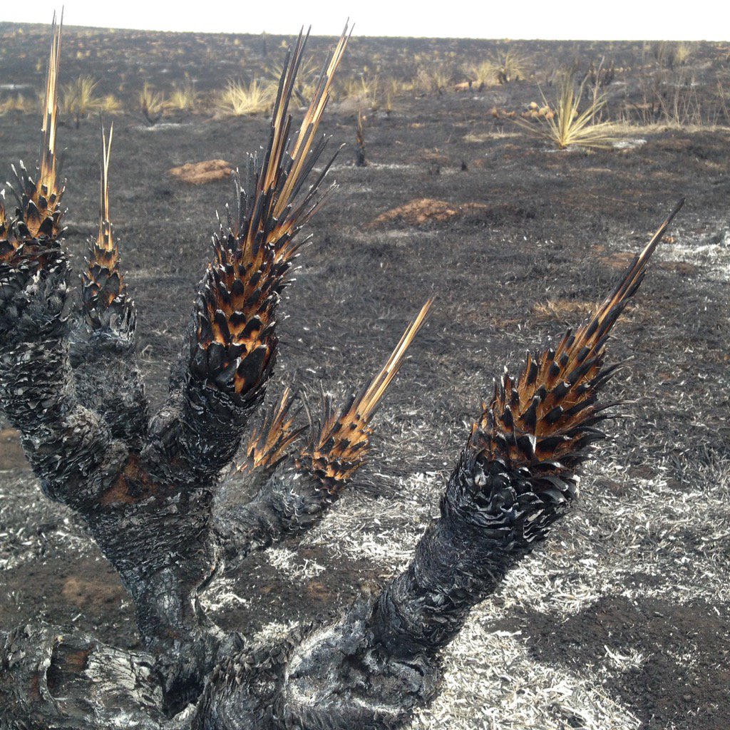 BetsyJibben's tweet photo. Ashland, KS #prayforkansas #ksfire #kansasfire https://t.co/oem5CHtZyJ