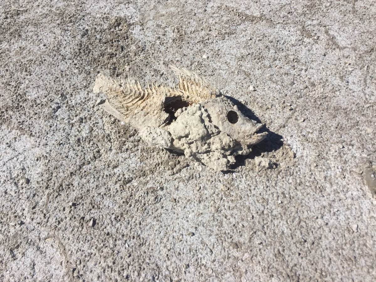 big_bad_buffalo's tweet photo. LOST AT SEA: ONE RETWEET = ONE RESCUE / ONE FAVORITE = ONE DEAD FISH https://t.co/cSY3aisrxr