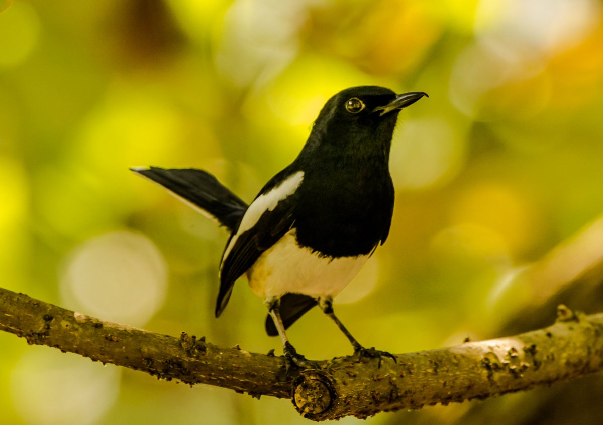 InfinityBangla1's tweet photo. National bird of Bangladesh  
#wagtail https://t.co/3HjiLUa50i