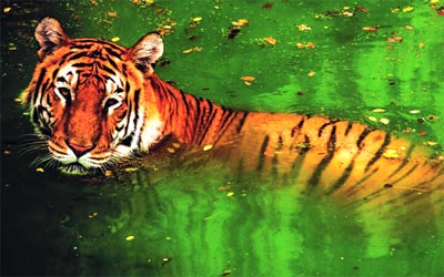 InfinityBangla1's tweet photo. Height: 3 – 3.6 ft. (At Shoulder)
Mass: Male: 490 lbs, Female: 310 lbs
Length: Male: 8.9 – 10 ft., Female: 7.9 – 8.7 ft.
#RoyalBengalTiger https://t.co/0V1k8MxT14