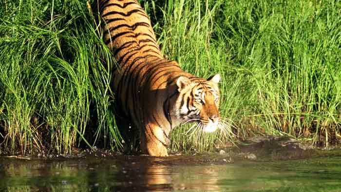 InfinityBangla1's tweet photo. Height: 3 – 3.6 ft. (At Shoulder)
Mass: Male: 490 lbs, Female: 310 lbs
Length: Male: 8.9 – 10 ft., Female: 7.9 – 8.7 ft.
#RoyalBengalTiger https://t.co/0V1k8MxT14