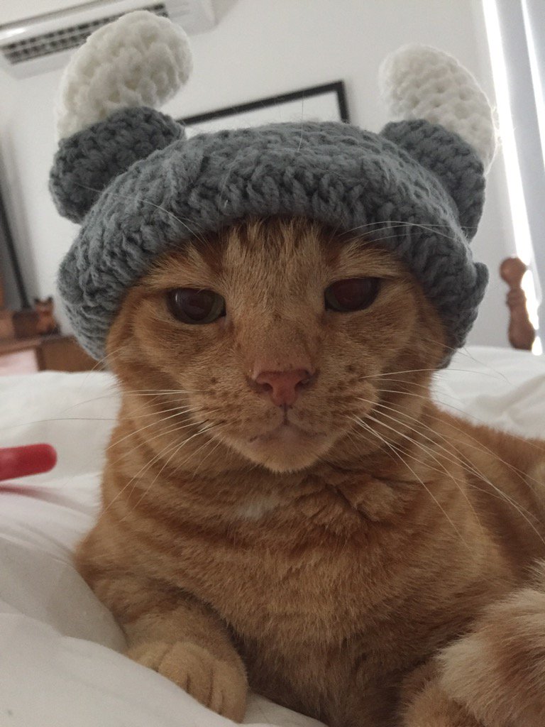 frisky9's tweet photo. @TreasuryMog #Ambassacats a little late for duty but Viking Frisky declaring the fiery great southern lands clear 🇦🇺👍 https://t.co/s1J09LFWzo