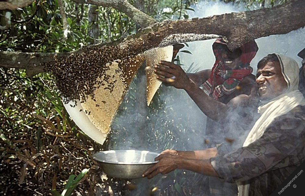 InfinityBangla1's tweet photo. Honey gatherers of Bangladesh 
#Suderbans National Park #Bangladesh #Khulna https://t.co/dAvoqqP9S3