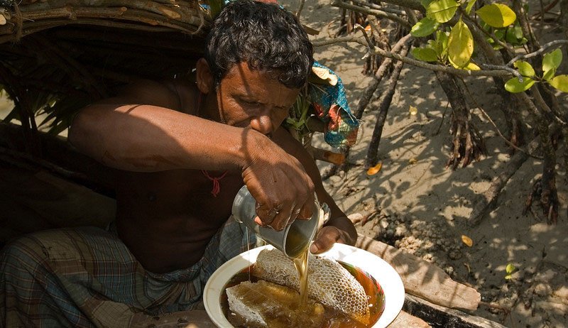 InfinityBangla1's tweet photo. Honey gatherers of Bangladesh 
#Suderbans National Park #Bangladesh #Khulna https://t.co/a2ylG4W81Y