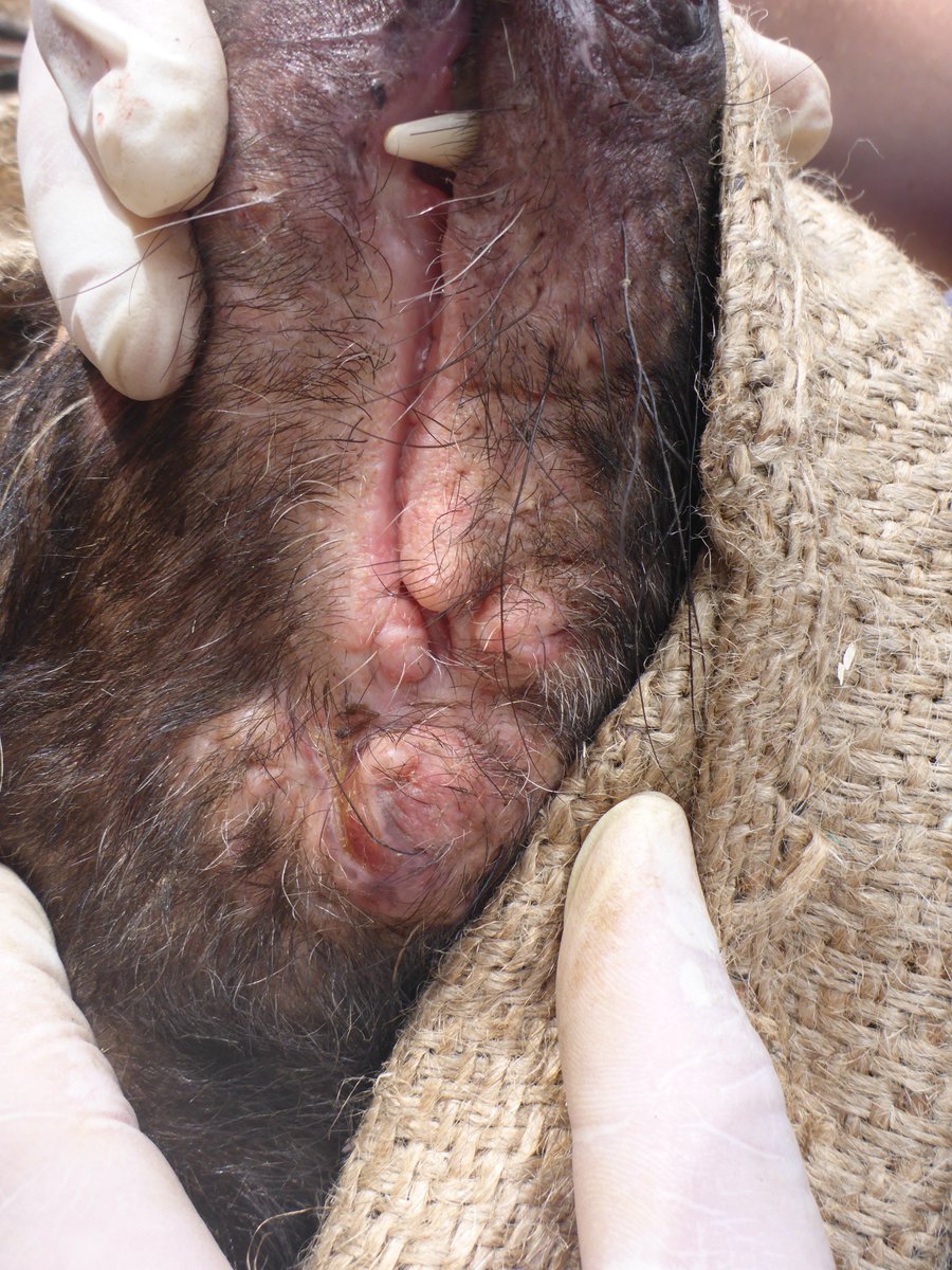 davidghamilton1's tweet photo. Male devils often develop extensive facial scarring as they get older. Possible that female devils may be fans of a good scar! https://t.co/cRBilPvoJH