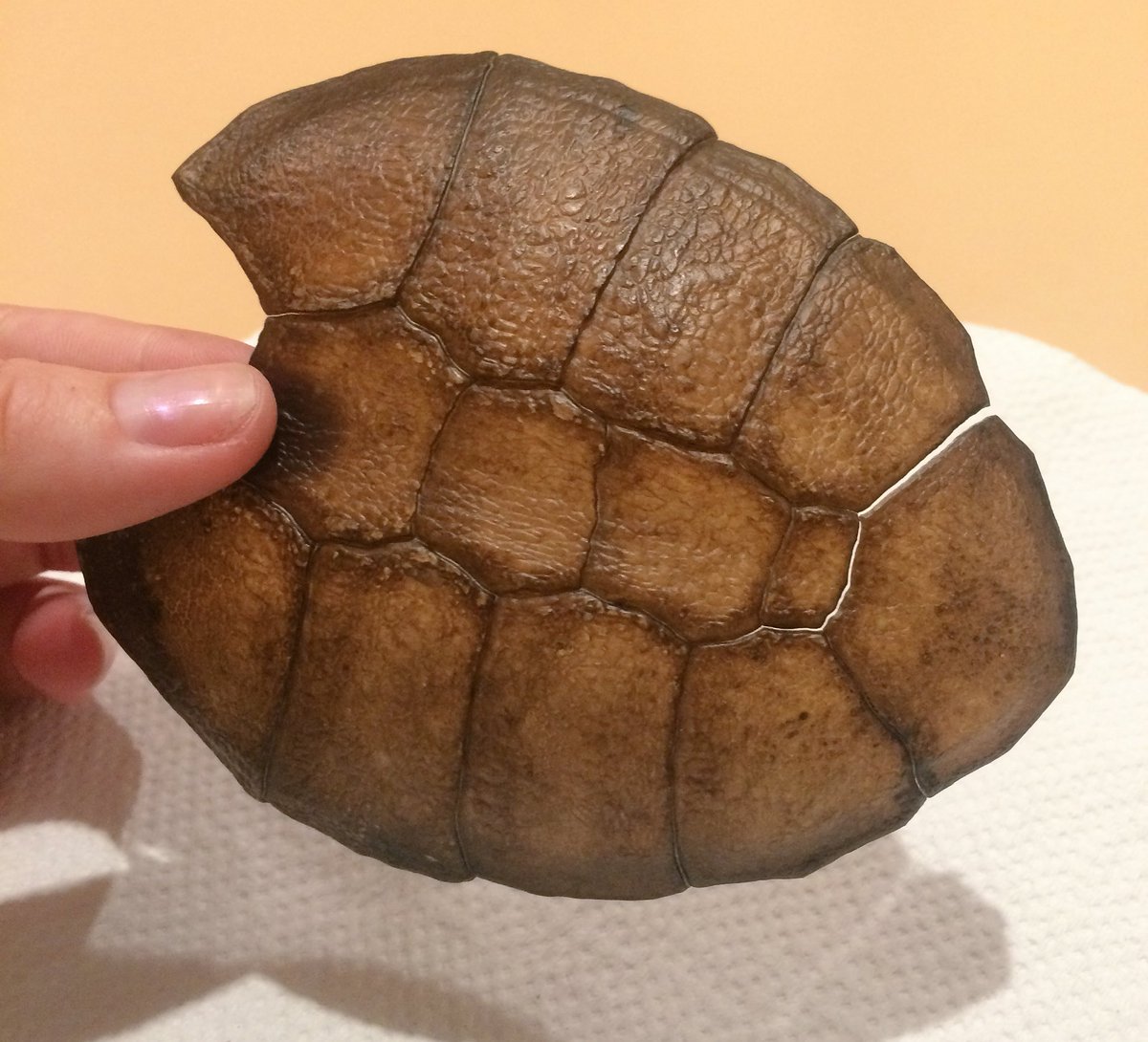 klh____'s tweet photo. Eastern long neck turtles shed their shells occasionally, Terri decided to shed his as one solid piece! #TurtleyAwesome #TurtleTuesday https://t.co/xCy7Q2Chcs