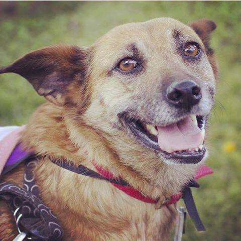 pets_celebrity's tweet image. Asturias merece una oportunidad de ser feliz , En Adopcion responsable 

facebook.com/celebritypetsa…

#BuenMartes #BuenosAires #Mascotas