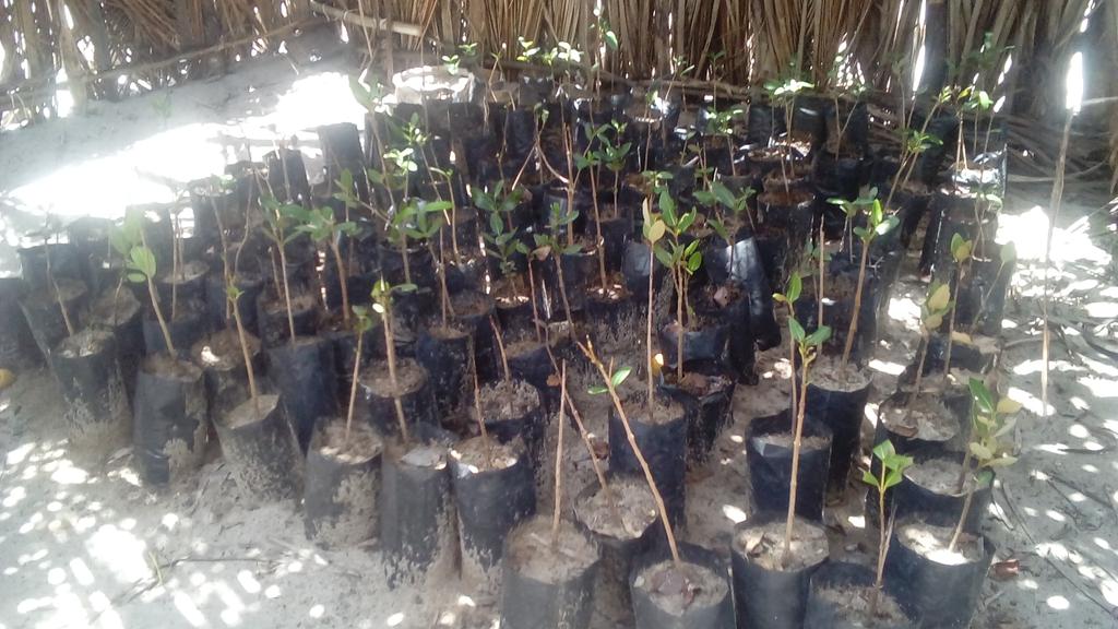 JeremyHuet1's tweet photo. Mangrove seedlings to fight against coastal erosion @anamariguesa @Darwin_Defra @OurSeaOurLife @ZSLMarine @fndtn_Ensemble @HeatherKoldewey https://t.co/Q6Nf7qEOCT