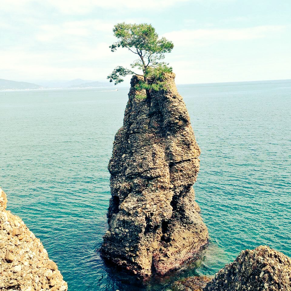 AnNaLiSaVaTt's tweet photo. #quantiSono i paesaggi belli in Italia, anche un semplice Pino d'Aleppo ha il suo fascino .. #portofino #lamialiguria #paesaggioitaliano https://t.co/RffW1sjYrx