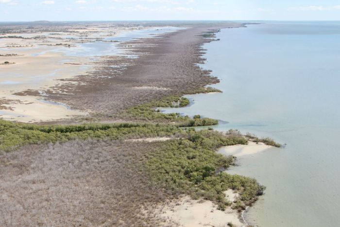 ABCscience's tweet photo. Last summer, mangroves spanning 1,000km of Aussie coastline all died at the same time. https://t.co/FjIZQnnVmj https://t.co/EihGVQlk2t