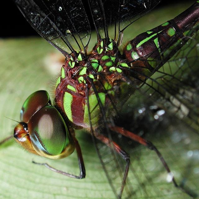 amazonwatch's tweet photo. #ExploreTheAmazon on instagram, full of stunning photos of the Amazon &amp; the indigenous peoples who protect it: https://t.co/NMglnzeSiF https://t.co/lhNWcR2zFc