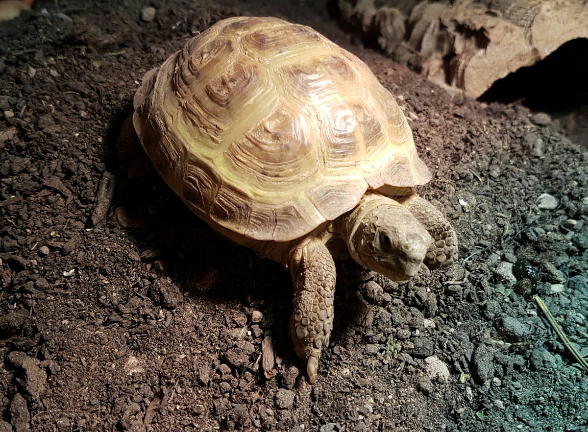 tortoise_tim's tweet photo. Morning 🐢🌍

#tortoiselife 
#timtortoise https://t.co/IcgPay9v7H
