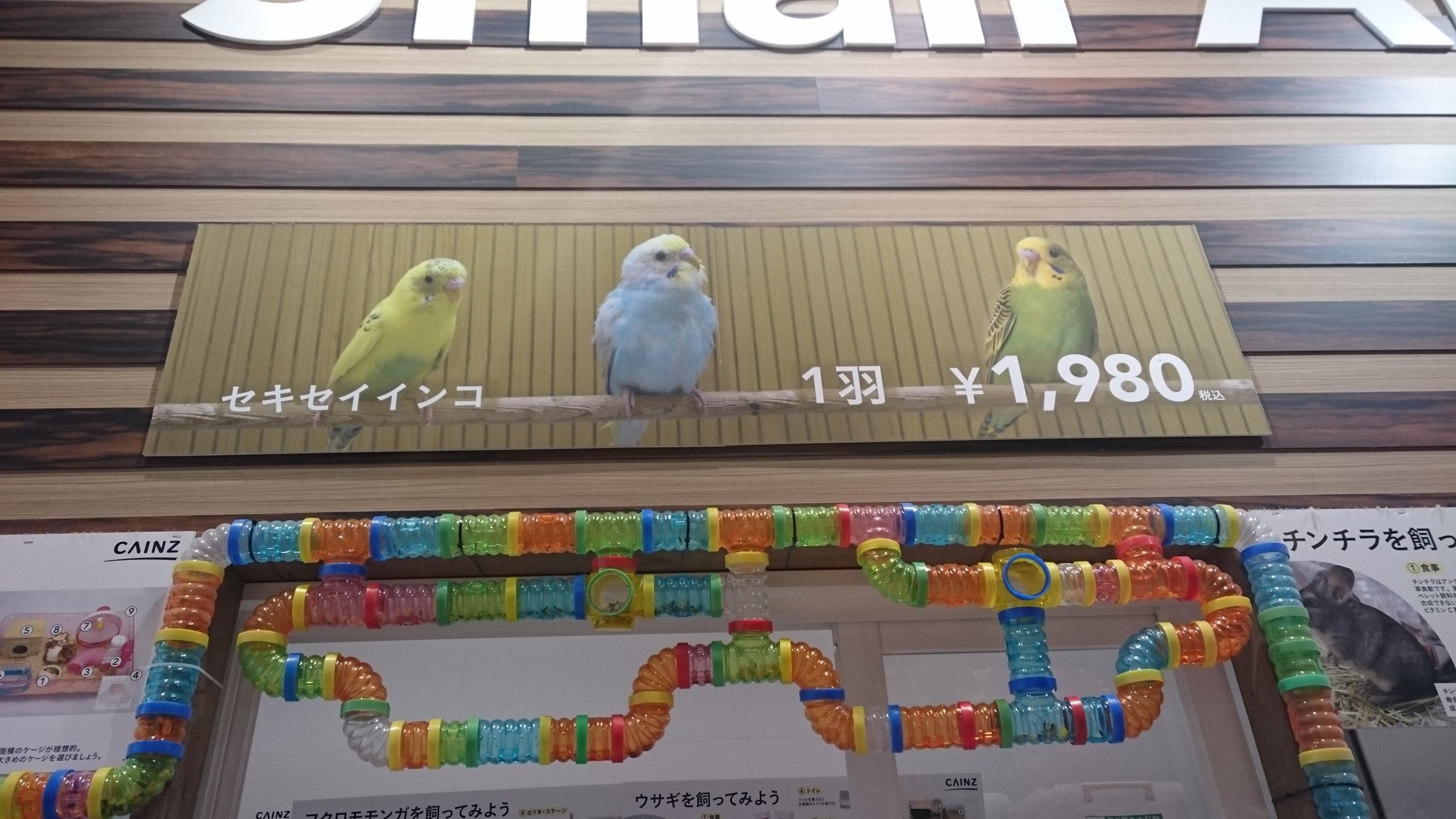 ちょこ ジャンボセキセイインコ Tyoko0629 Twitter