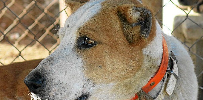 Una de las mayores causas #MaltratoAnimal en #Huelva podría quedar impune ow.ly/DH1S309SLJ1 <a href="/PartidoPACMA/">PACMA</a> <a href="/federacionfadea/">FADEA</a> <a href="/CACMA_es/">CACMA</a>