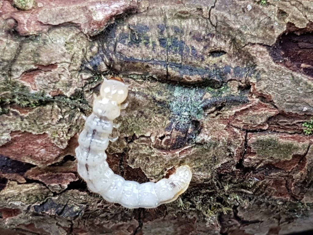 MontWildlife's tweet photo. Found a #cardinalbeetle and #clickbeetle #larvea in some dead wood at #LlanymynechRocks last week#naturescalendar https://t.co/gJK0CKXxOj