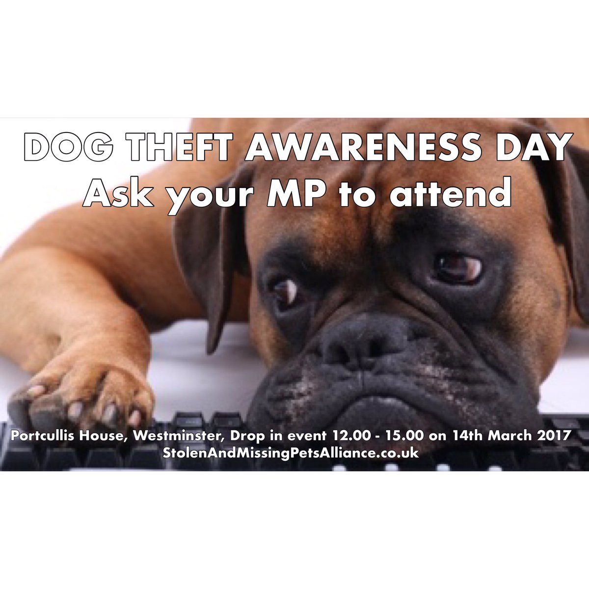Stolen&Missing Pets tweet media