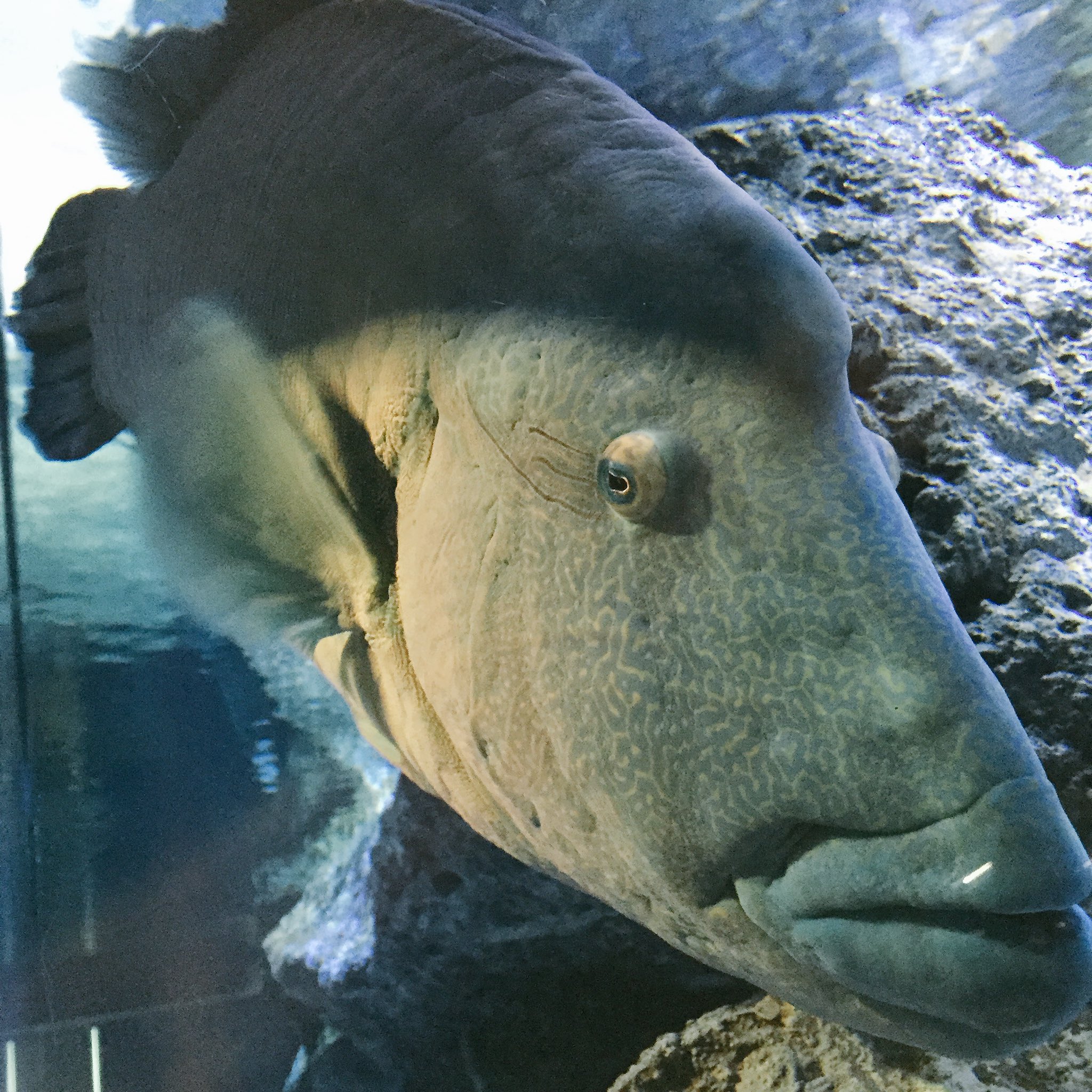 和田 重 スカイツリー下で見れる魚たち感想 ナマズ 怖い デカイ青い魚 血色が悪い 特に唇 デカイ金魚 首振りすぎ サメ 鼻が目に見える 怖い T Co E7r3l0ecv3 Twitter