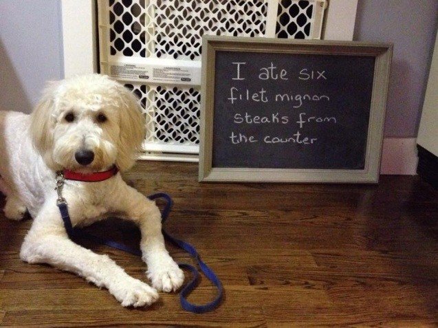 bcSharonZ's tweet photo. I ate six #filetmignons 🐶🍻💤 #ShortHairDontCare #dogshaming https://t.co/rH4nEOkW8C