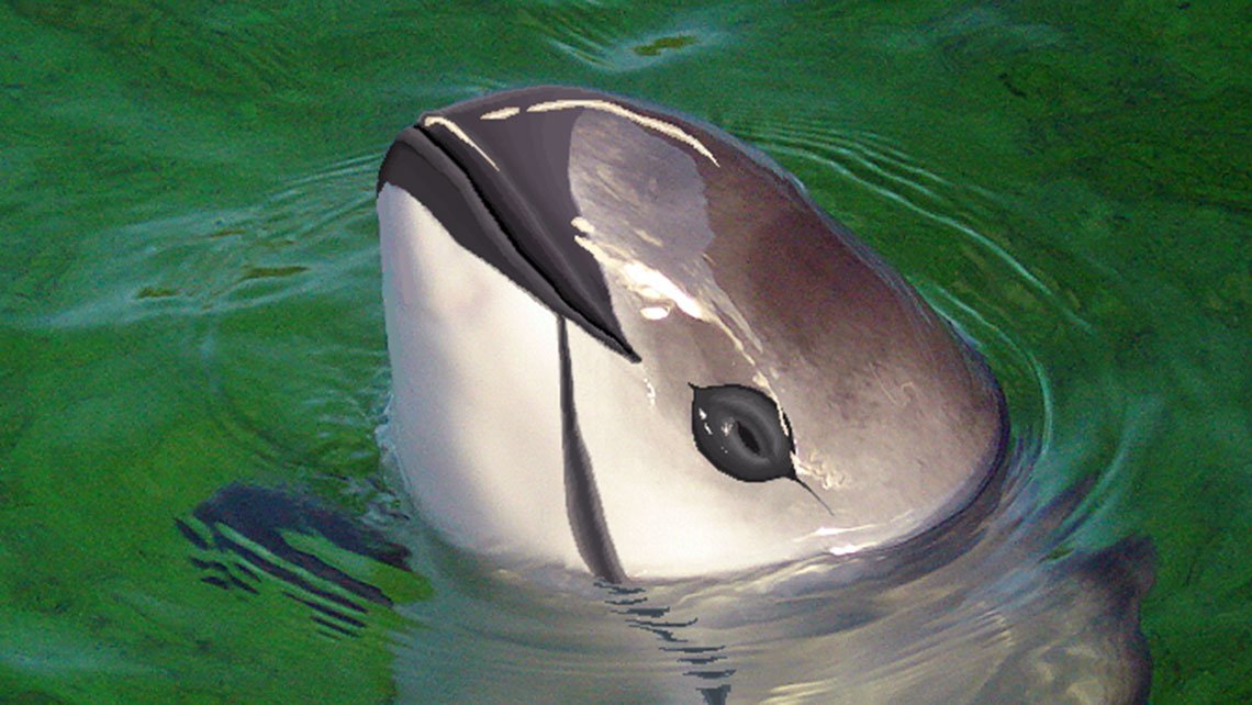 消費者運動 鯨類に感謝 Thanks Cetacea Yundagananikayoも稼働 メキシコのシーシェパード海賊船が 夜間空撮用ドローン で遊んでますが 密漁者をバシバシ逮捕しないの コガシラネズミイルカは残り30頭 牧場で保護飼育しか保全が無理 ss