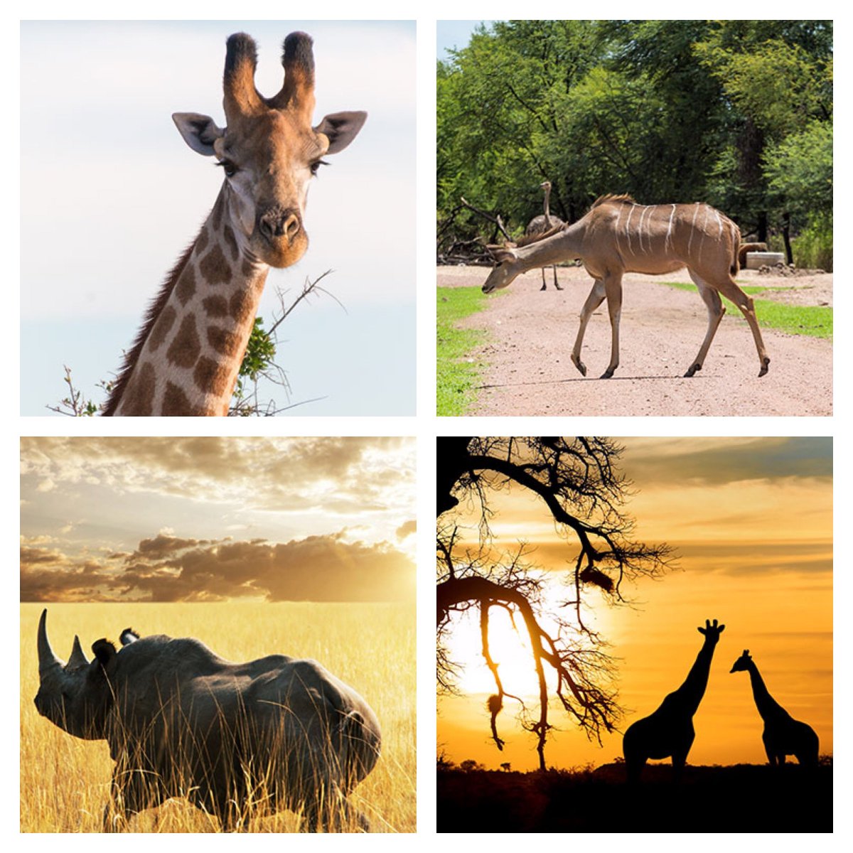 Följ med på en oförglömlig safariupplevelse till Gaborone, Botswana 26-28 april! Bokning sker via vår app eller hemsida senast den 3 april.