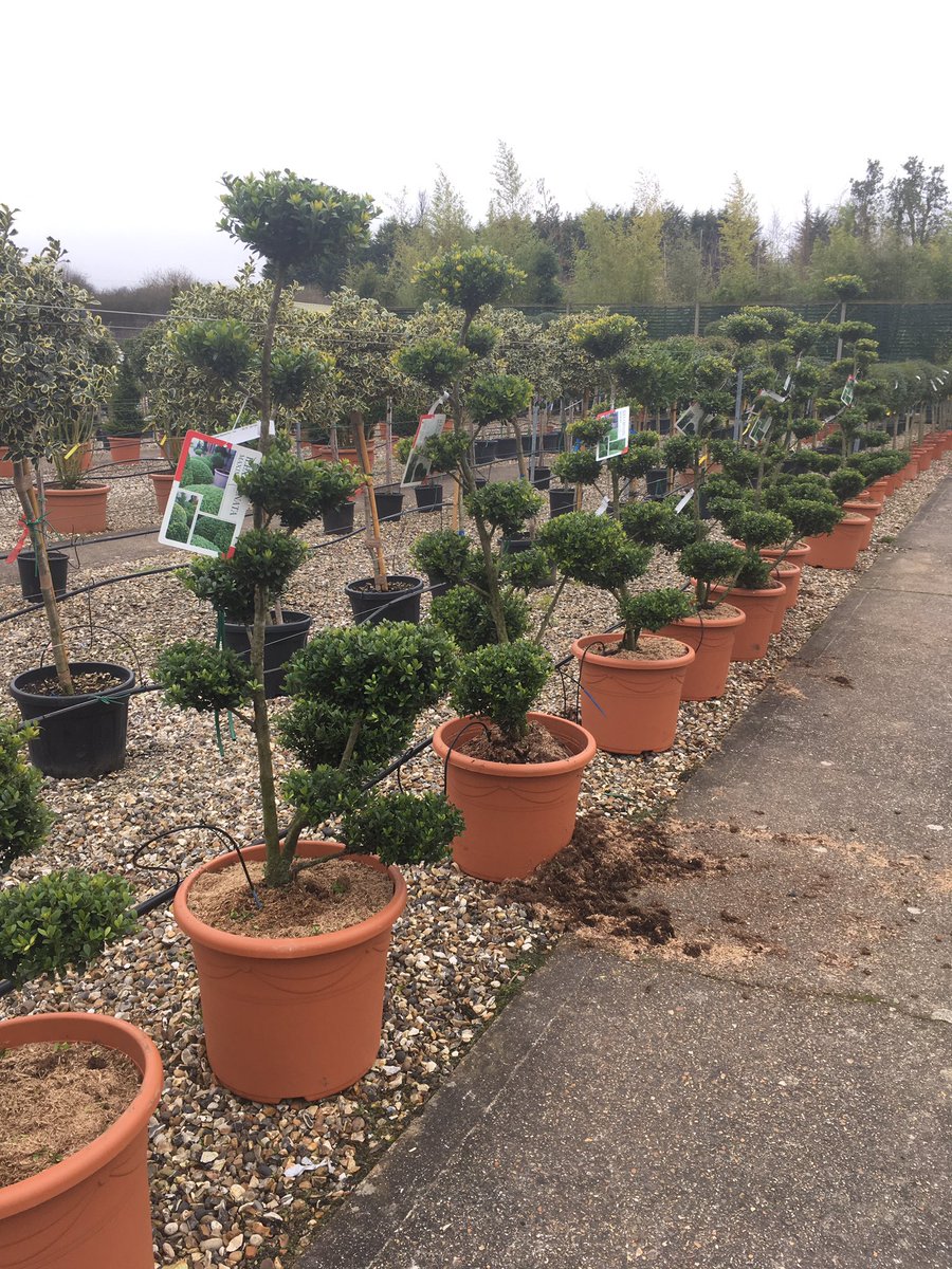 simonsuter's tweet image. @thebedsock More inspiration #cloudpruning