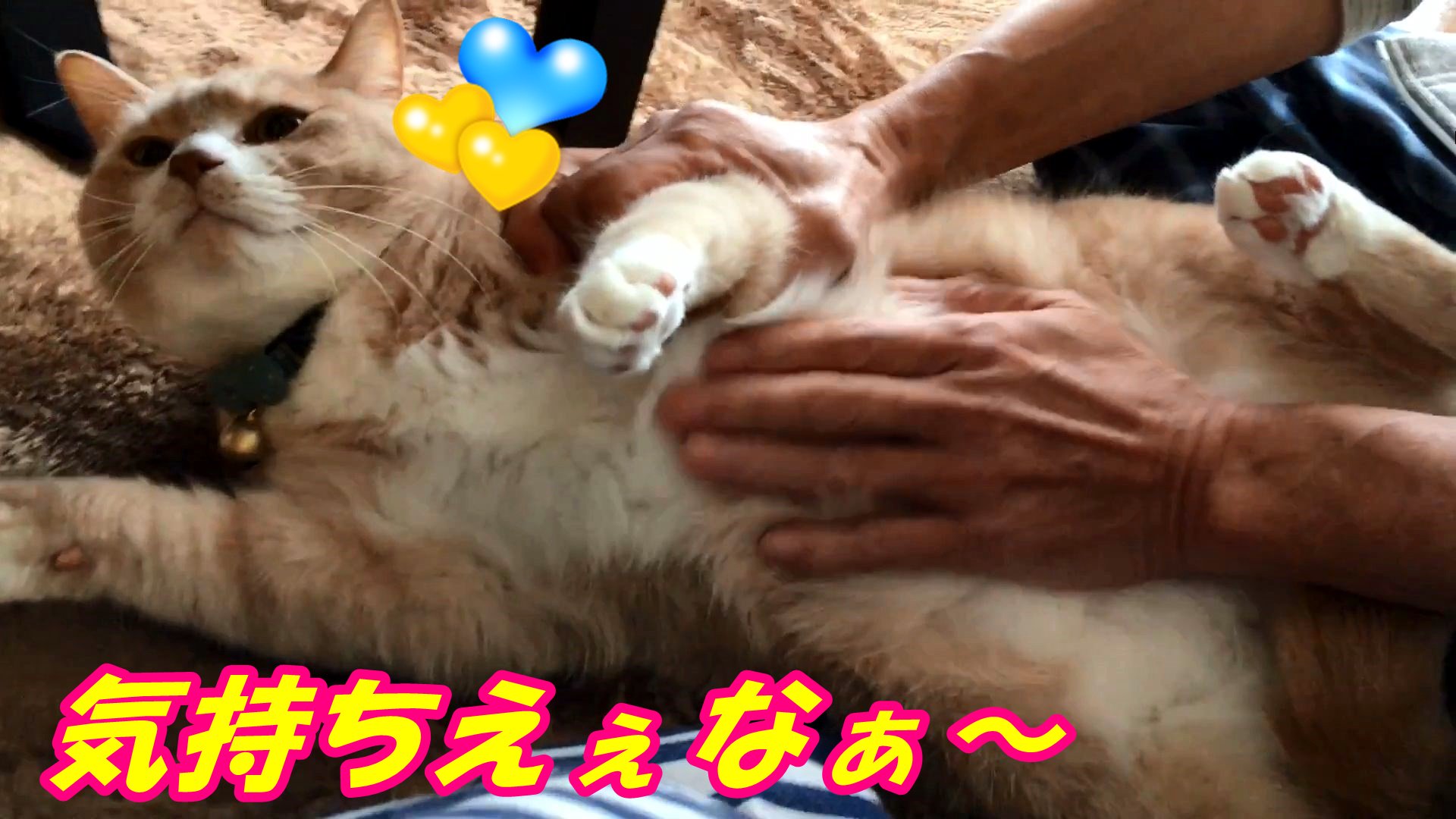 こむぎ だいず Youtube 猫の便秘にお腹マッサージ T Co Czf74ebh3f 猫好きさんと繋がりたい ねこ部 Youtube 猫動画 猫 便秘猫 T Co D51cqsah48 Twitter