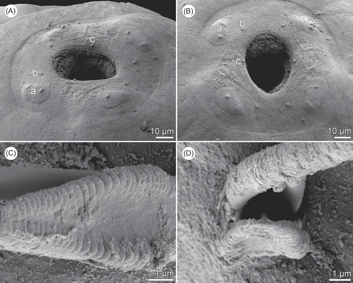 Dans les collections du <a href="/Le_Museum/">Muséum national d'Histoire naturelle</a> :

Nouveaux nématodes parasites de poissons de Méditerranée

Savoir +: bit.ly/P17-08