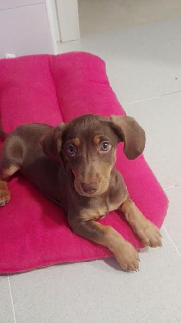NuevaVidaAdop's tweet photo. MADRID
CALMA bebe 2,5meses HEMBRA
ABANDONADA n gasolinera junto a hermanos
No te enamoran esos ojitos?
#MADRID
facenuevavida@gmail.com https://t.co/sO7cQWEEw7