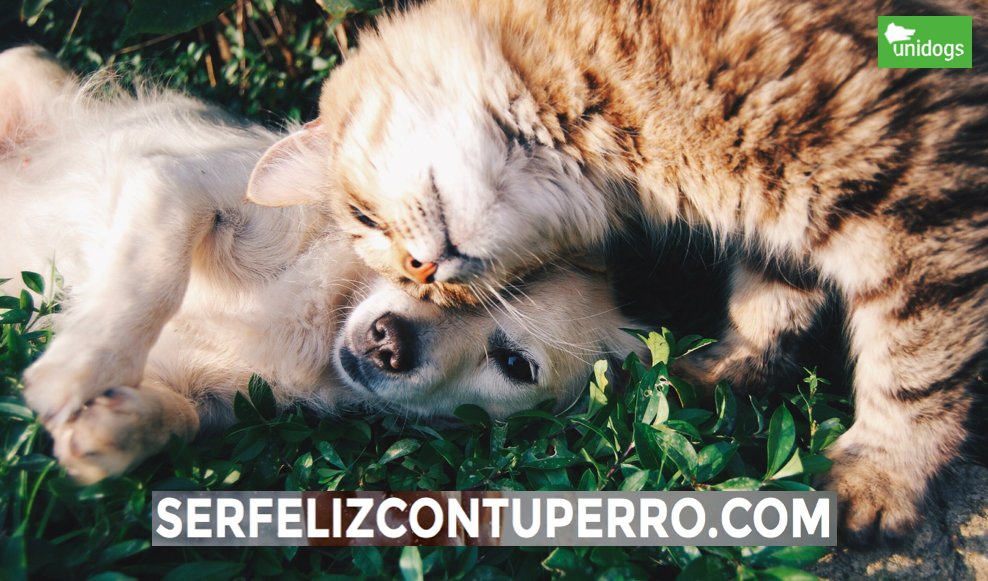 unidogscom's tweet photo. ¿Hay más #perros comprados o adoptados? ¿Es habitual regalar #gatos? Conoce todos los datos oficiales en https://t.co/IWZKSgYylq https://t.co/ze0UCmCU12