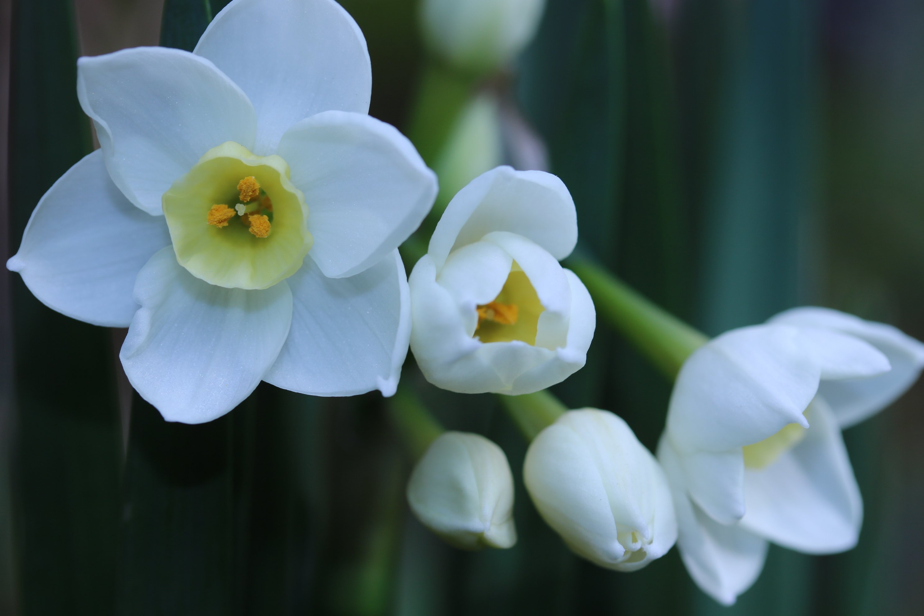 Yoko Ito 房咲き水仙 庭のスイセンが咲いた 綺麗だね 田舎から貰った水仙 花 スイセン 房咲き水仙 T Co Yl6pwzwnyc Twitter