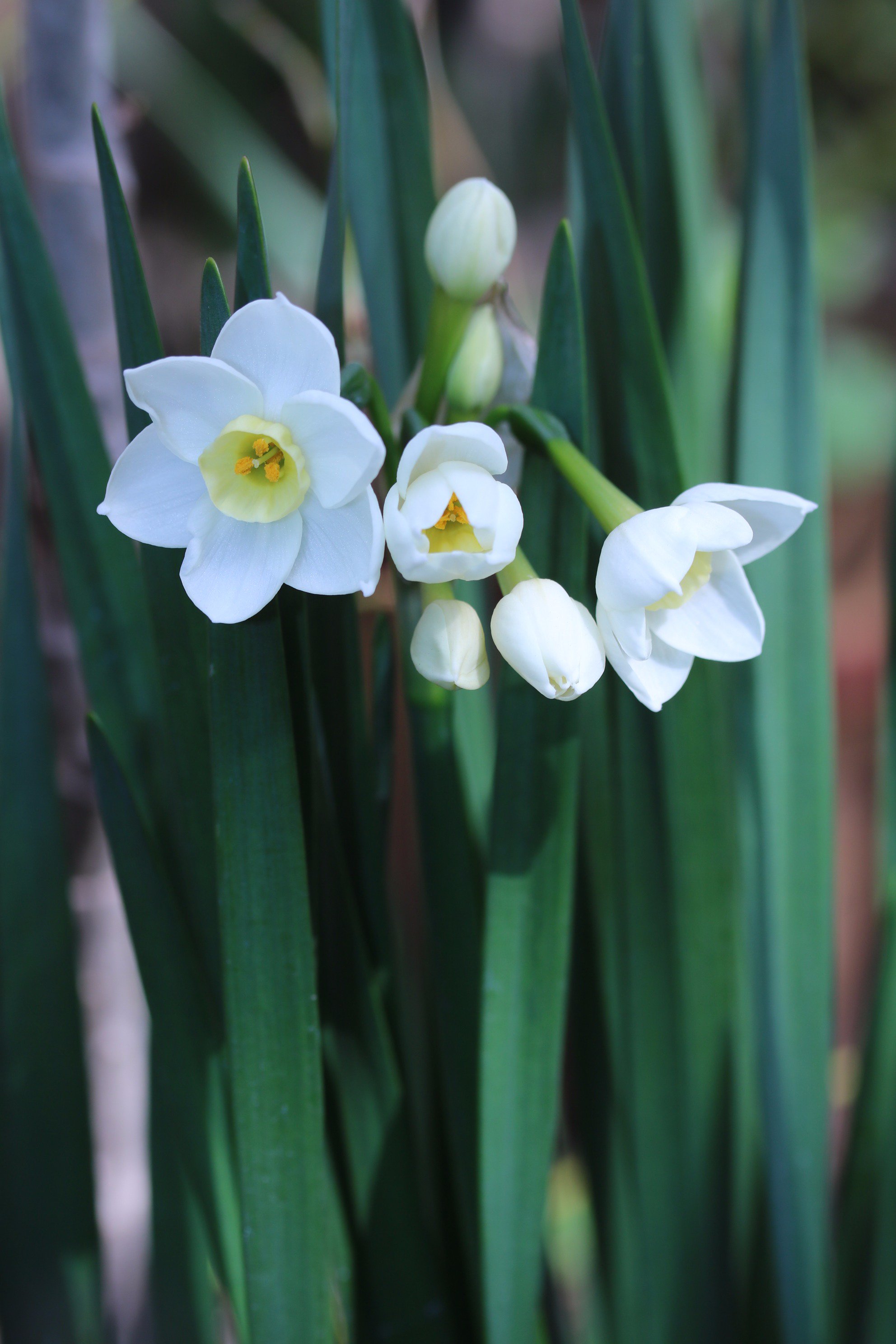 Yoko Ito 房咲き水仙 庭のスイセンが咲いた 綺麗だね 田舎から貰った水仙 花 スイセン 房咲き水仙 T Co Yl6pwzwnyc Twitter